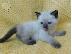 PoulaTo: Επικοινωνήστε μαζί μου μέσω Viber: ( +63-945-413-6749 ) Affectionate Birman...